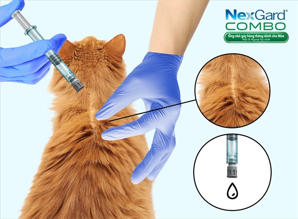 NexGard tiếp tục bổ sung một sản phẩm ống nhỏ gáy dành riêng cho mèo