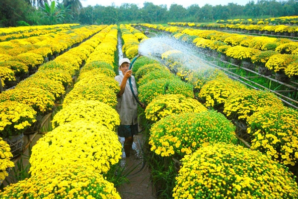Làng hoa Sa Đéc được xem là thủ phủ hoa của vùng đồng bằng sông Cửu Long.