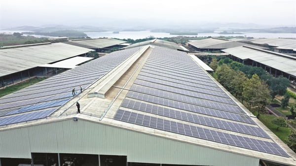 Điện mặt trời – nguồn “năng lượng xanh” trên những mái trang trại, nhà máy của TH. Ảnh: TH