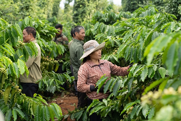 73.5 triệu cây giống chất lượng cao, kháng bệnh, đã được phát cho nông dân thông qua dự án Nescafé Plan