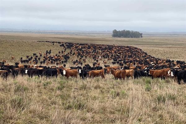 Sản xuất thịt bò là ngành sử dụng nhiều carbon nhất trong lĩnh vực chăn nuôi. Ảnh: Bloomberg