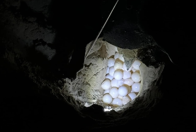 Rùa xanh sau khi đẻ 108 trứng. Ảnh: Vườn Quốc gia Côn Đảo