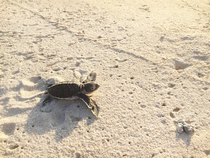 Ngoài việc phục hồi rạn san hô, hòn đảo còn có khu vực ấp trứng rùa. Năm loài rùa sống trong công viên biển quanh đảo Thanda. Ảnh: CNN