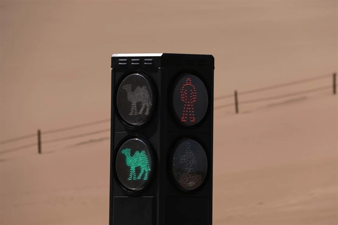 Với việc lắp đặt đèn giao thông, lạc đà phải dừng lại để nhường đường cho người đi bộ, vấn đề tắc nghẽn đã được giải quyết một phần. Ảnh: Getty