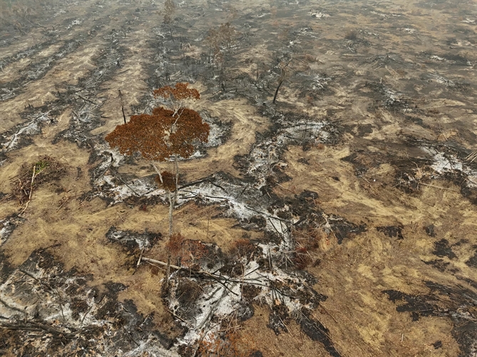  sự tàn phá của cháy rừng ở Labrea, bang Amazonas, Brazil, ngày 6 tháng 9. REUTERS/Bruno Kelly