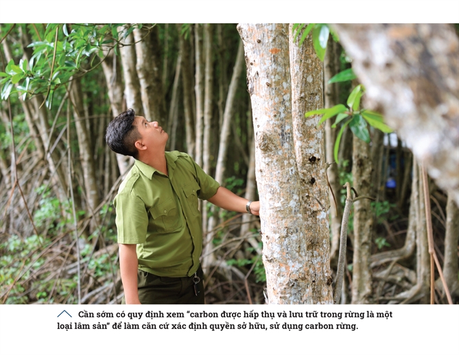 Hang rao cua nhung canh rung net zero