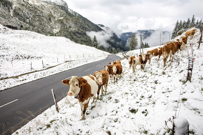 Những chú bò đứng trên cánh đồng sau trận tuyết rơi đêm qua tại Col du Pillon ở Les Diablerets, Thụy Sĩ, ngày 13 tháng 9. REUTERS/Denis Balibouse