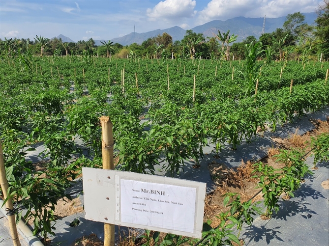 Du an mo rong vung nguyen lieu ot tai Ninh Thuan
