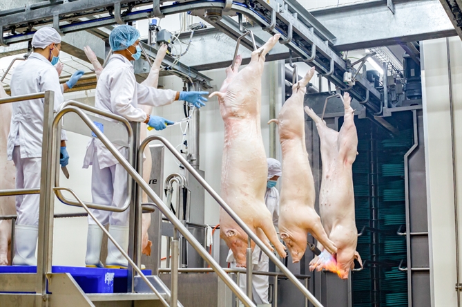 Quy trình giết mổ lợn mát tại các tổ hợp chế biến thịt MEATDeli 
