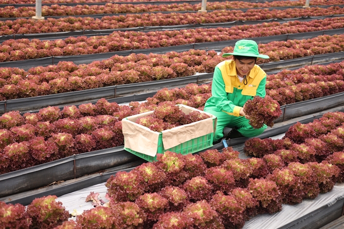 Masan Group listed in the Top 50 Corporate Sustainability Awards