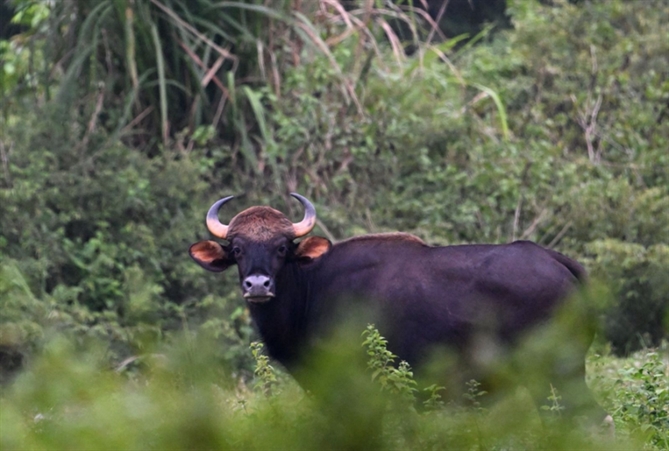 Hội nghị Bảo tồn Việt Nam 2025: “Con người chung sống hòa hợp với thiên nhiên và cùng phát triển bền vững” Quan sát Bò tót (Bos gaurus) tại Vườn quốc gia Cát Tiên – Nguồn: Jonathan Eames