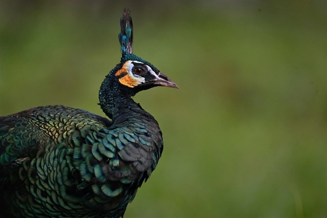 Hội nghị Bảo tồn Việt Nam 2025: “Con người chung sống hòa hợp với thiên nhiên và cùng phát triển bền vững” Quan sát công xanh (Pavo muticus) tại Vườn quốc gia Cát Tiên – Nguồn: Jonathan Eames)