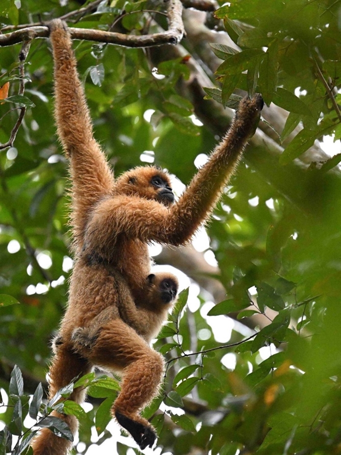 Hội nghị Bảo tồn Việt Nam 2025: “Con người chung sống hòa hợp với thiên nhiên và cùng phát triển bền vững” Quan sát vượn đen má vàng (Hylobates gabriellae) tại Vườn quốc gia Cát Tiên. Nguồn: Jonathan Eames.