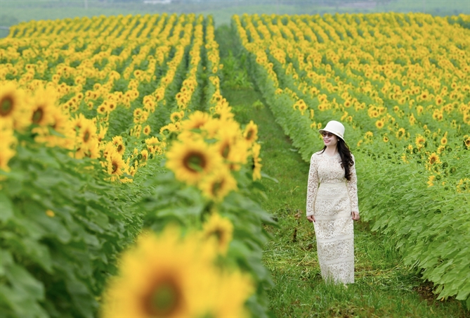 Cánh đồng hướng dương của TH true MILK: Mở đầu quy trình khép kín “từ đồng cỏ xanh đến ly sữa sạch”