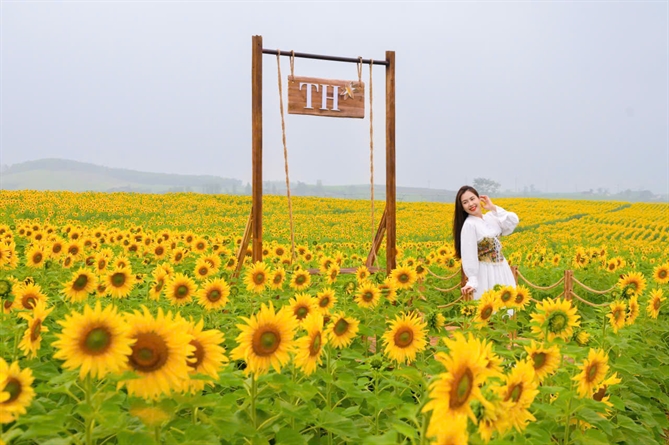 Cánh đồng hướng dương của TH true MILK: Mở đầu quy trình khép kín “từ đồng cỏ xanh đến ly sữa sạch”