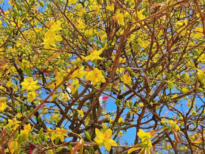 Cây mai cổ thụ 150 tuổi nở rộ, tượng trưng cho trường thọ và thịnh vượng, trở thành điểm hẹn của nhiều gia đình trong chuyến du xuân, cầu may những ngày đầu năm mới sắp tới