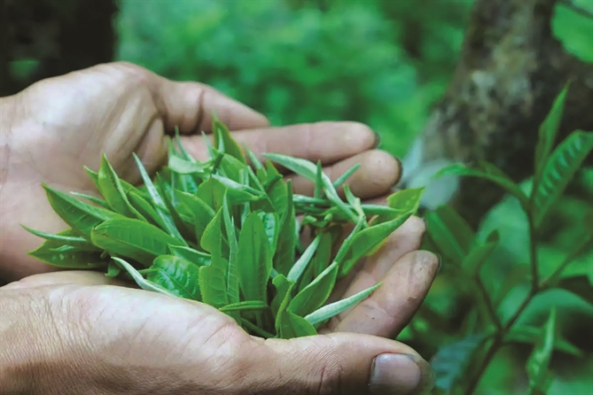 Sự chênh lệch giá trên thị trường quốc tế là minh chứng cho tiềm năng khổng lồ của trà Shan.